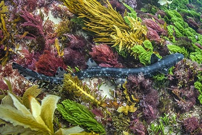 Necklace Carpetshark, Parascyllium variolatum. Aka Varied Carpetshark or varied catshark. Lonsdale Beach, Port Phillip Bay, Australia, Pacific Ocean.