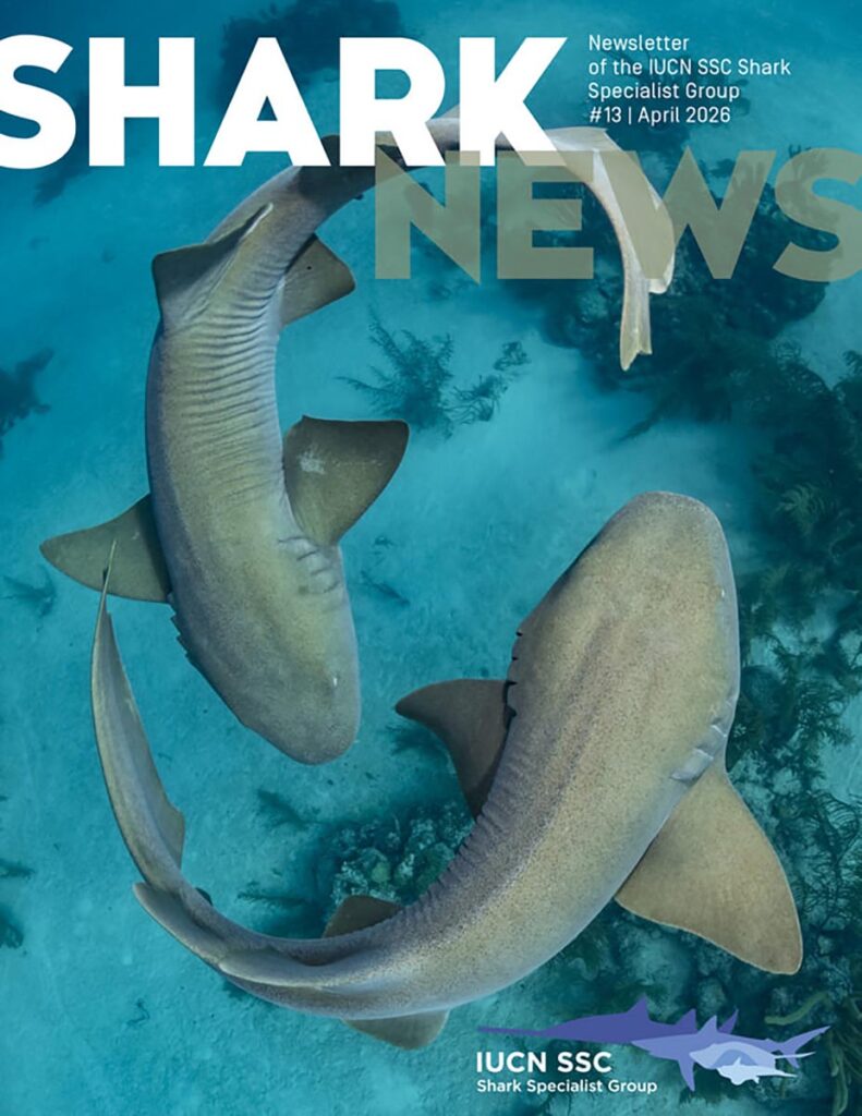 IUCN Shark Specialist Group News