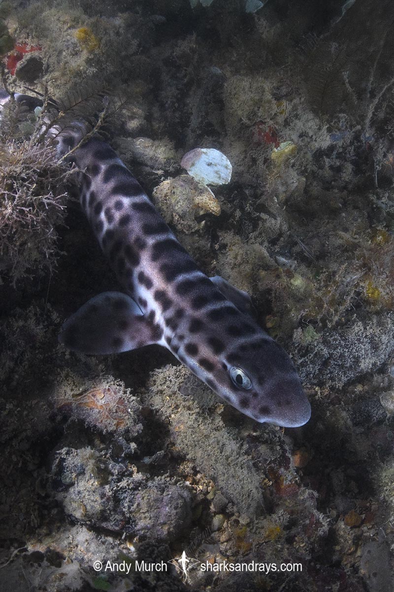 Australian Marbled Catshark, Atelomycterus macleayi. Blackmore River estuary, Darwin Harbour, Beagle Gulf, Timor Sea.