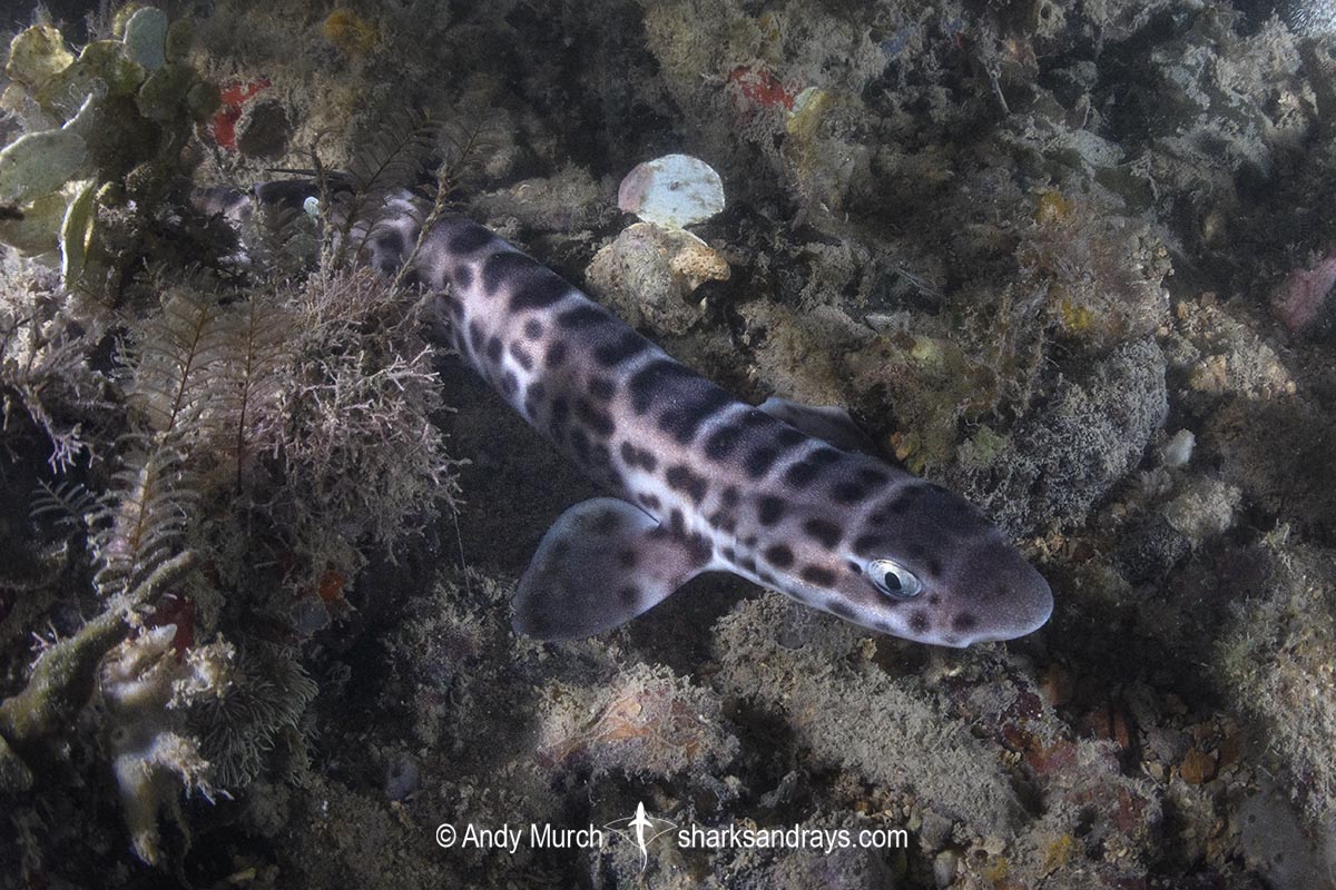 Australian Marbled Catshark, Atelomycterus macleayi. Blackmore River estuary, Darwin Harbour, Beagle Gulf, Timor Sea.