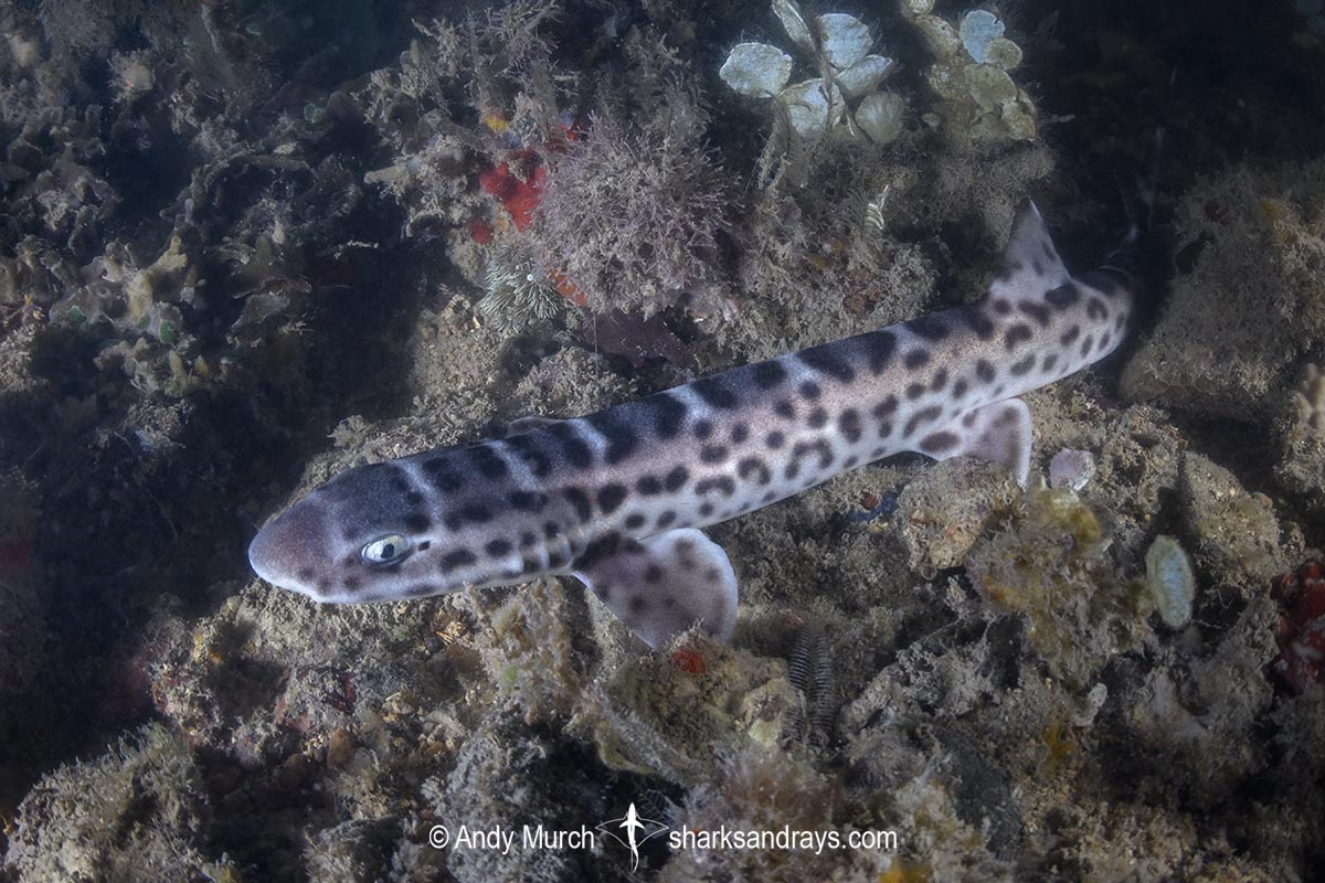 Australian Marbled Catshark, Atelomycterus macleayi. Blackmore River estuary, Darwin Harbour, Beagle Gulf, Timor Sea.