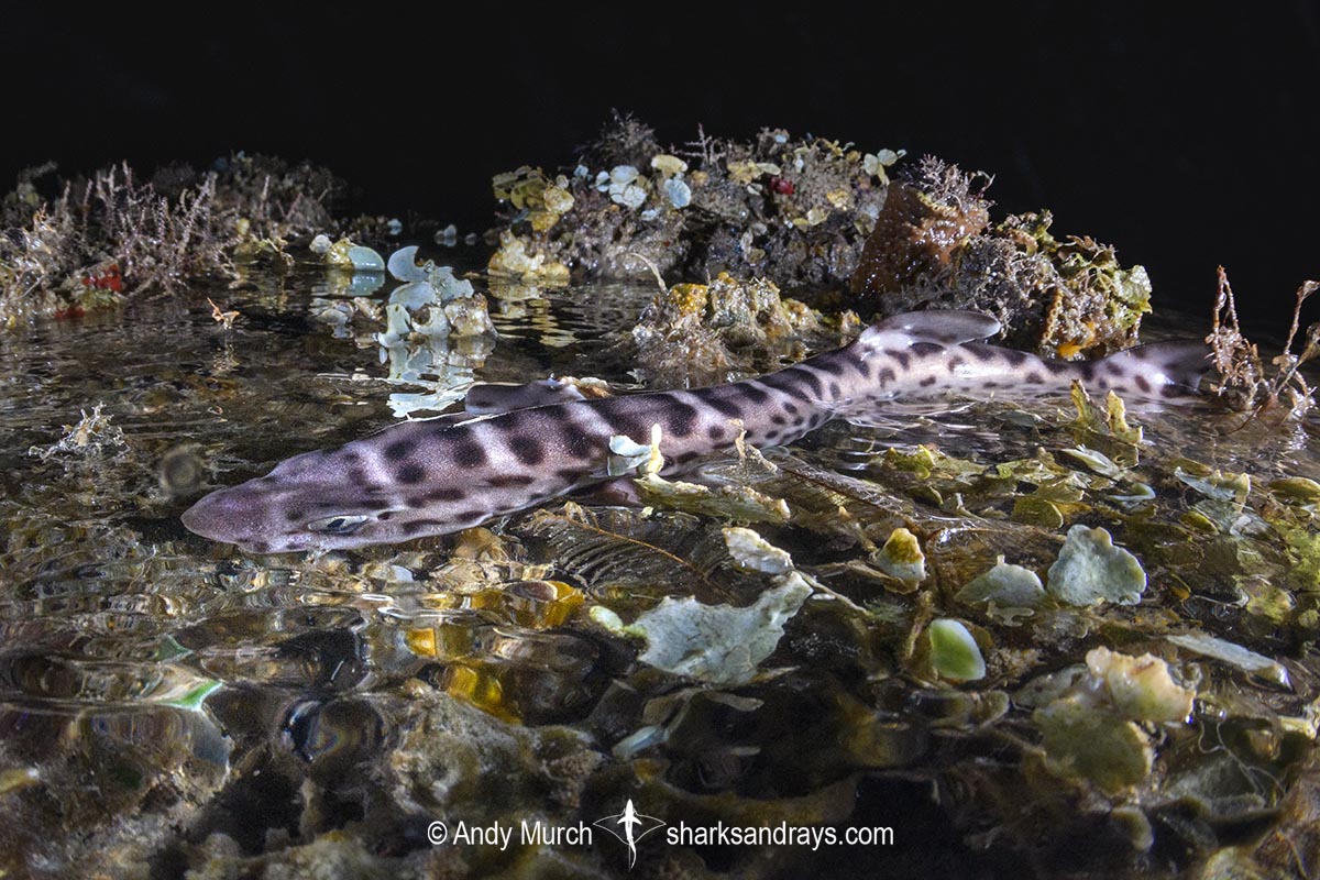 Australian Marbled Catshark, Atelomycterus macleayi. Blackmore River estuary, Darwin Harbour, Beagle Gulf, Timor Sea.