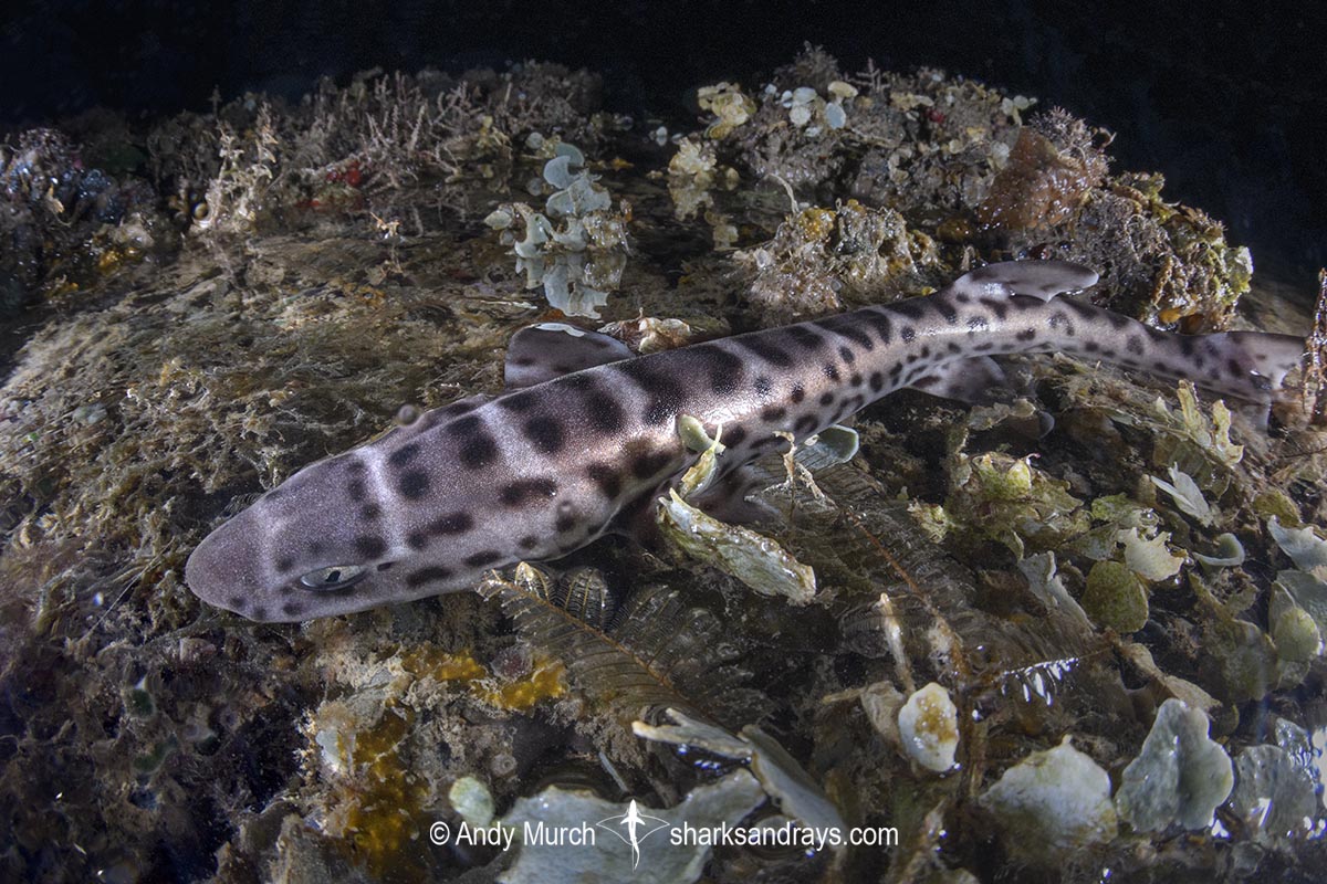 Australian Marbled Catshark, Atelomycterus macleayi. Blackmore River estuary, Darwin Harbour, Beagle Gulf, Timor Sea.