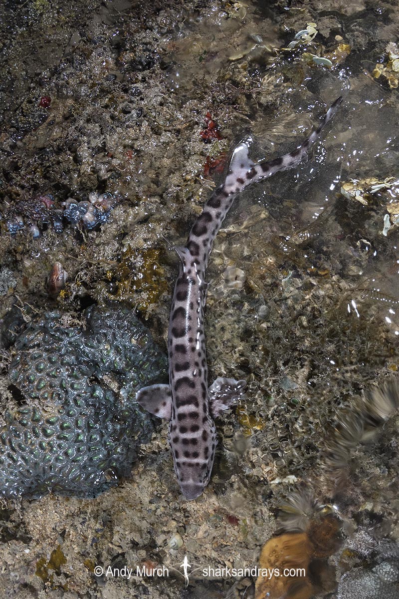 Australian Marbled Catshark, Atelomycterus macleayi. Blackmore River estuary, Darwin Harbour, Beagle Gulf, Timor Sea.