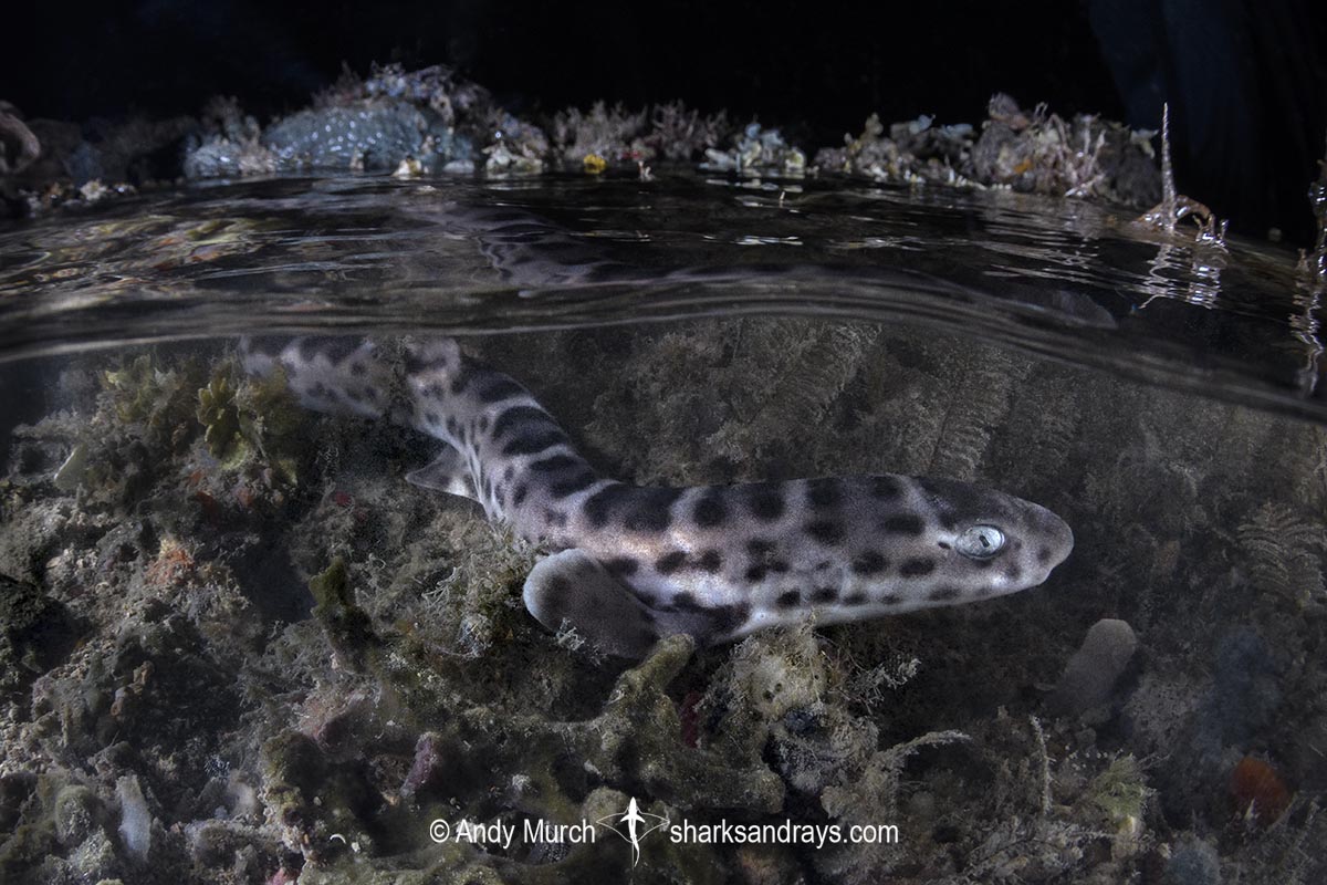 Australian Marbled Catshark, Atelomycterus macleayi. Blackmore River estuary, Darwin Harbour, Beagle Gulf, Timor Sea.