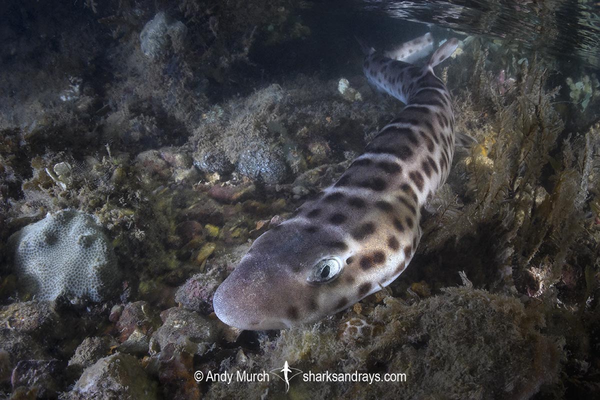 Australian Marbled Catshark, Atelomycterus macleayi. Blackmore River estuary, Darwin Harbour, Beagle Gulf, Timor Sea.