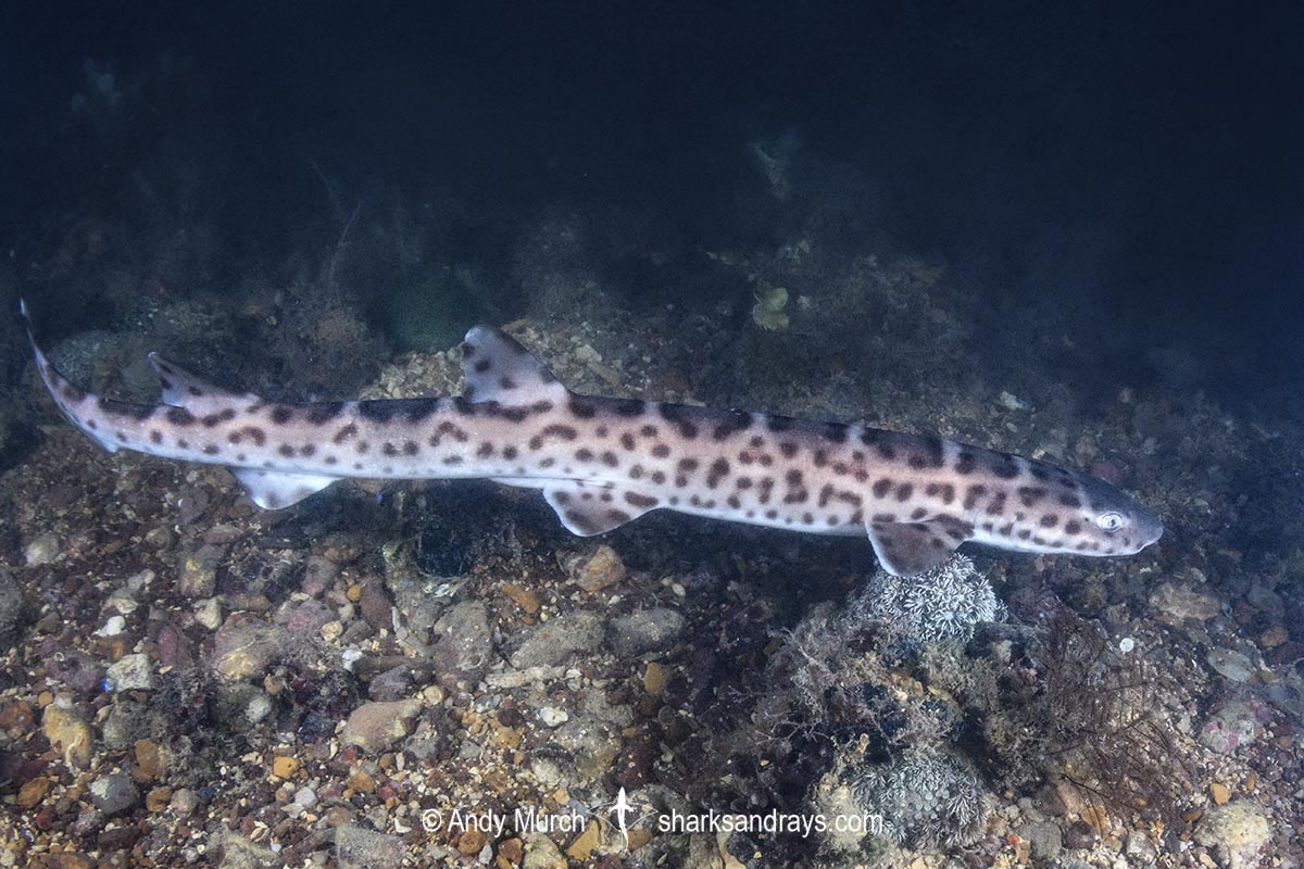 Australian Marbled Catshark, Atelomycterus macleayi. Blackmore River estuary, Darwin Harbour, Beagle Gulf, Timor Sea.