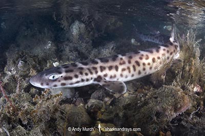 Australian Marbled Catshark, Atelomycterus macleayi. Blackmore River estuary, Darwin Harbour, Beagle Gulf, Timor Sea.