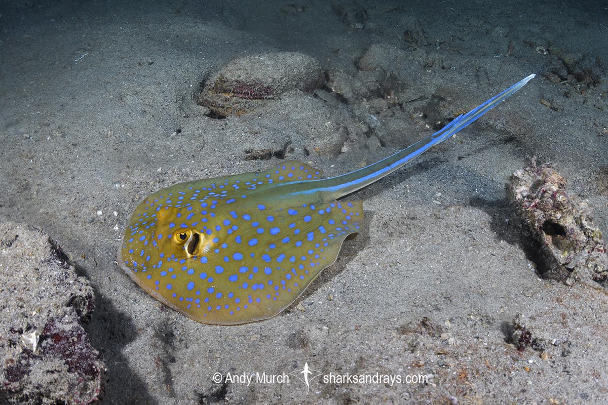 Bluespotted Fantail Ray, Taeniura lymma. Aka bluespotted ribbontail ray. Salang Jetty, Tioman Island, Malaysia, South China Sea.