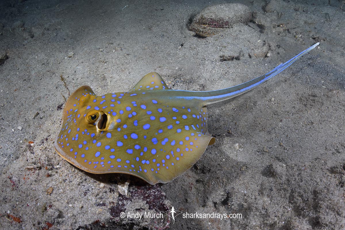 Bluespotted Fantail Ray, Taeniura lymma. Aka bluespotted ribbontail ray. Salang Jetty, Tioman Island, Malaysia, South China Sea.