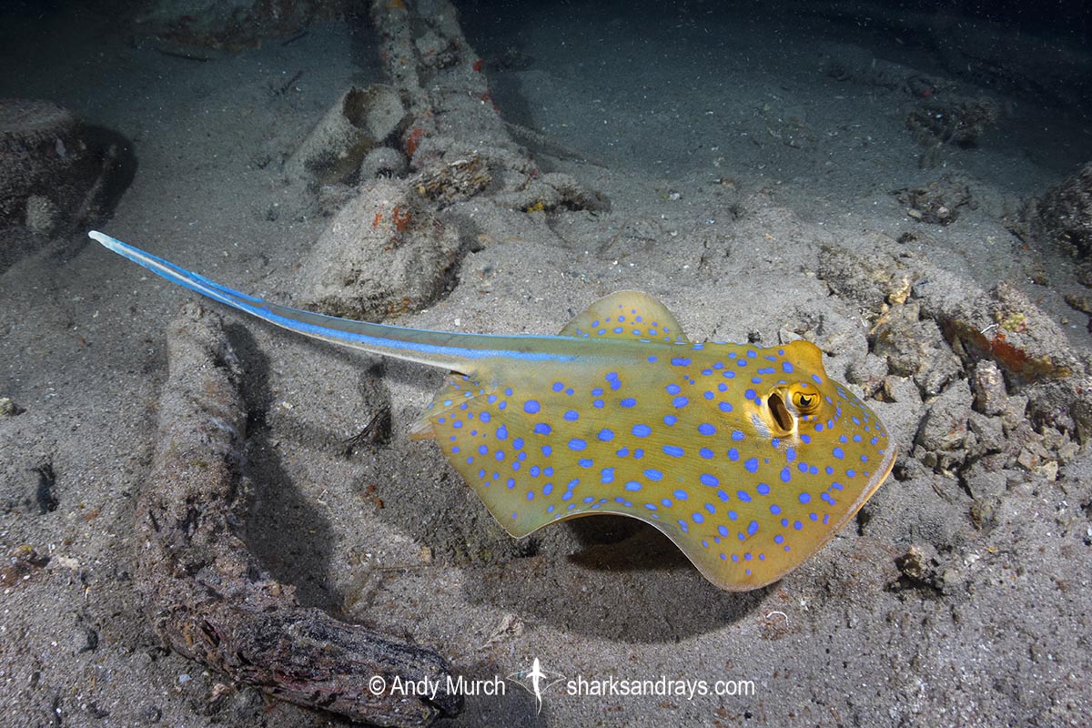Bluespotted Fantail Ray, Taeniura lymma. Aka bluespotted ribbontail ray. Salang Jetty, Tioman Island, Malaysia, South China Sea.