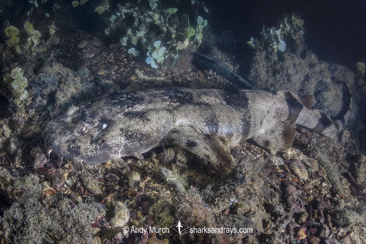 Network Wobbegong, Orectolobus reticulatus. Aka Reticulated Wobbegong. Blackmore River estuary, Darwin Harbour, Beagle Gulf, Timor Sea, Australia.