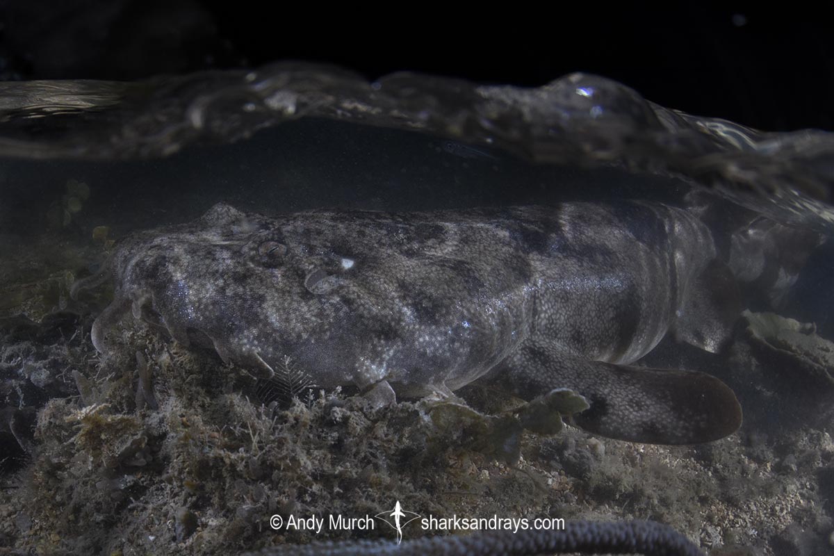 Network Wobbegong, Orectolobus reticulatus. Aka Reticulated Wobbegong. Blackmore River estuary, Darwin Harbour, Beagle Gulf, Timor Sea, Australia.