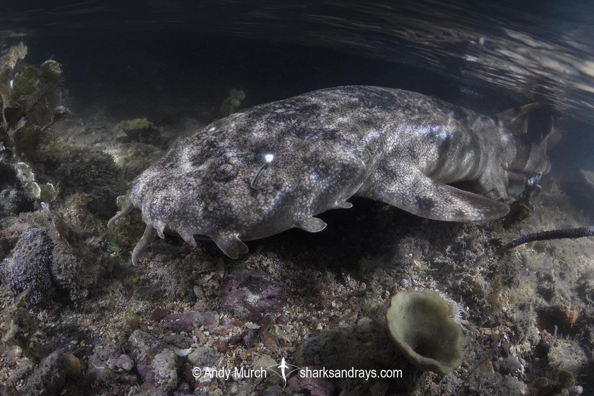Network Wobbegong, Orectolobus reticulatus. Aka Reticulated Wobbegong. Blackmore River estuary, Darwin Harbour, Beagle Gulf, Timor Sea, Australia.