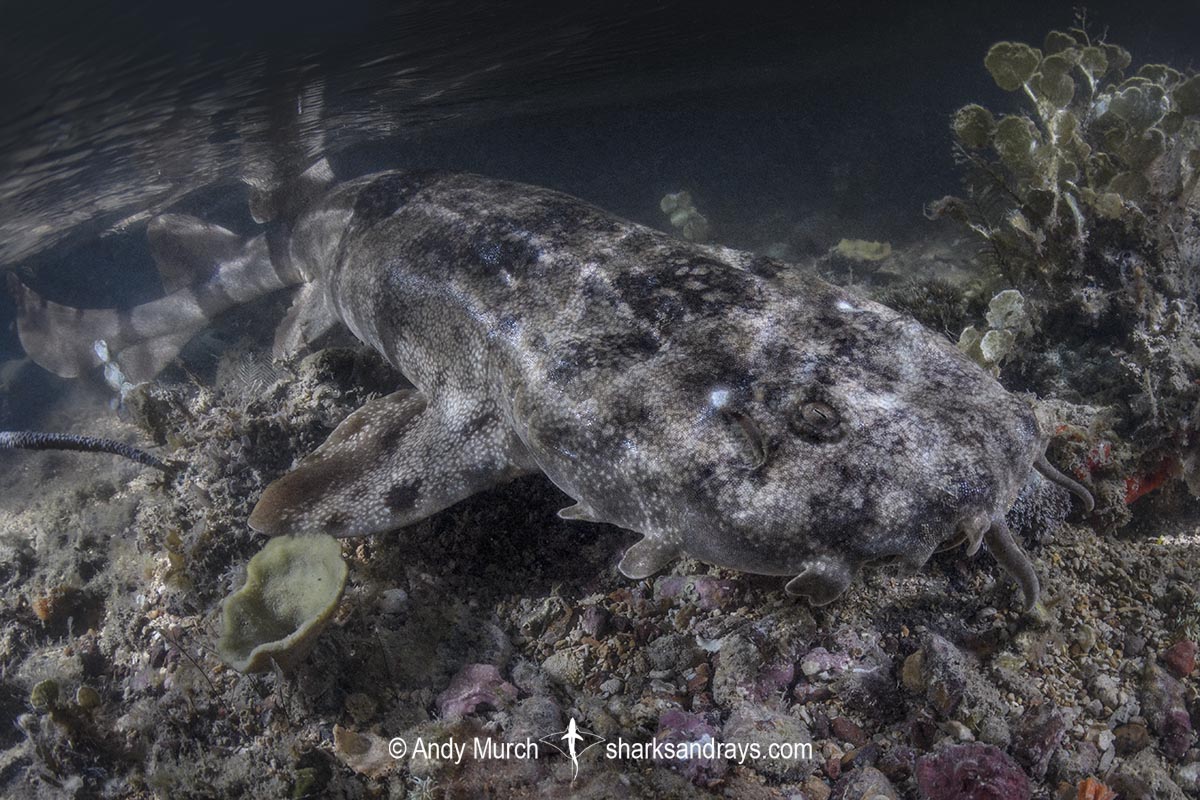Network Wobbegong, Orectolobus reticulatus. Aka Reticulated Wobbegong. Blackmore River estuary, Darwin Harbour, Beagle Gulf, Timor Sea, Australia.