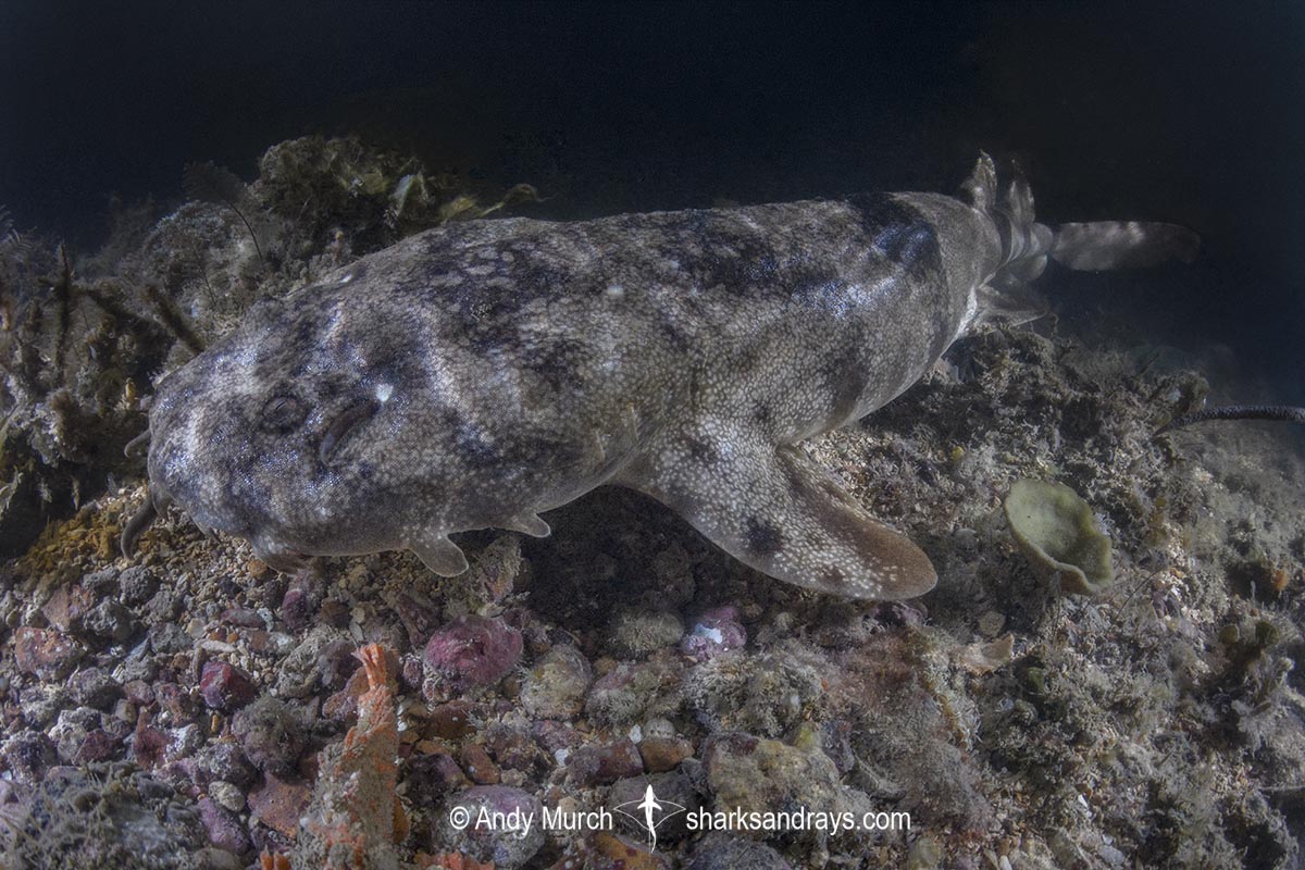 Network Wobbegong, Orectolobus reticulatus. Aka Reticulated Wobbegong. Blackmore River estuary, Darwin Harbour, Beagle Gulf, Timor Sea, Australia.