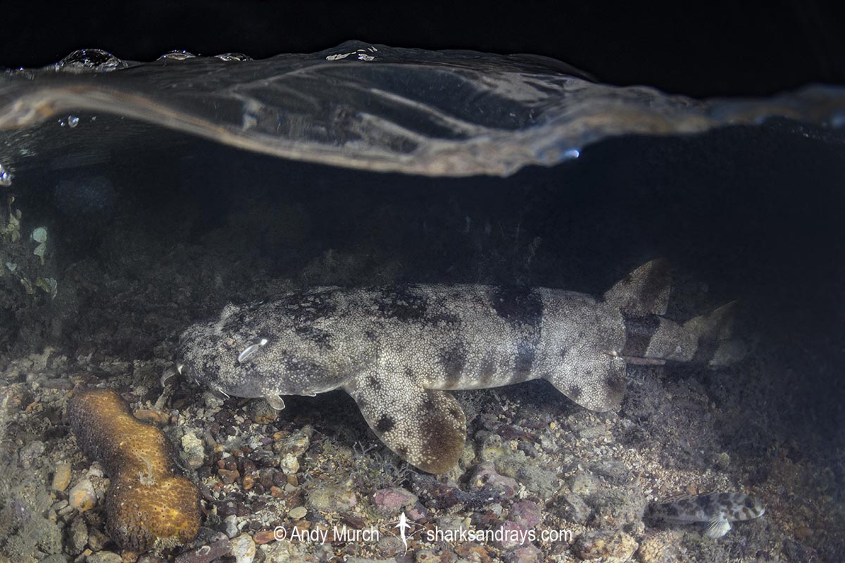 Network Wobbegong, Orectolobus reticulatus. Aka Reticulated Wobbegong. Blackmore River estuary, Darwin Harbour, Beagle Gulf, Timor Sea, Australia.