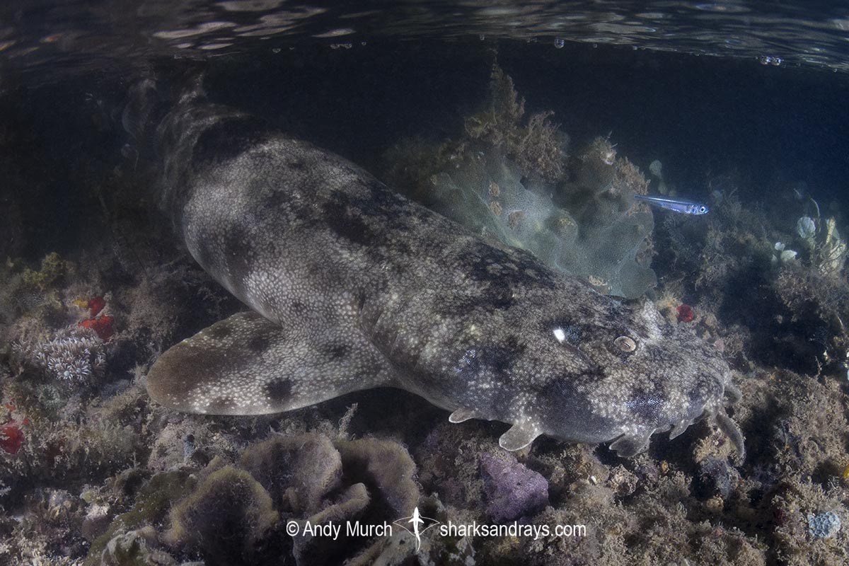 Network Wobbegong, Orectolobus reticulatus. Aka Reticulated Wobbegong. Blackmore River estuary, Darwin Harbour, Beagle Gulf, Timor Sea, Australia.