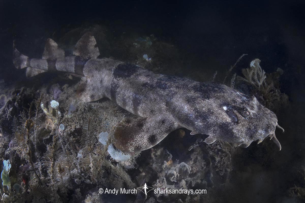 Network Wobbegong, Orectolobus reticulatus. Aka Reticulated Wobbegong. Blackmore River estuary, Darwin Harbour, Beagle Gulf, Timor Sea, Australia.
