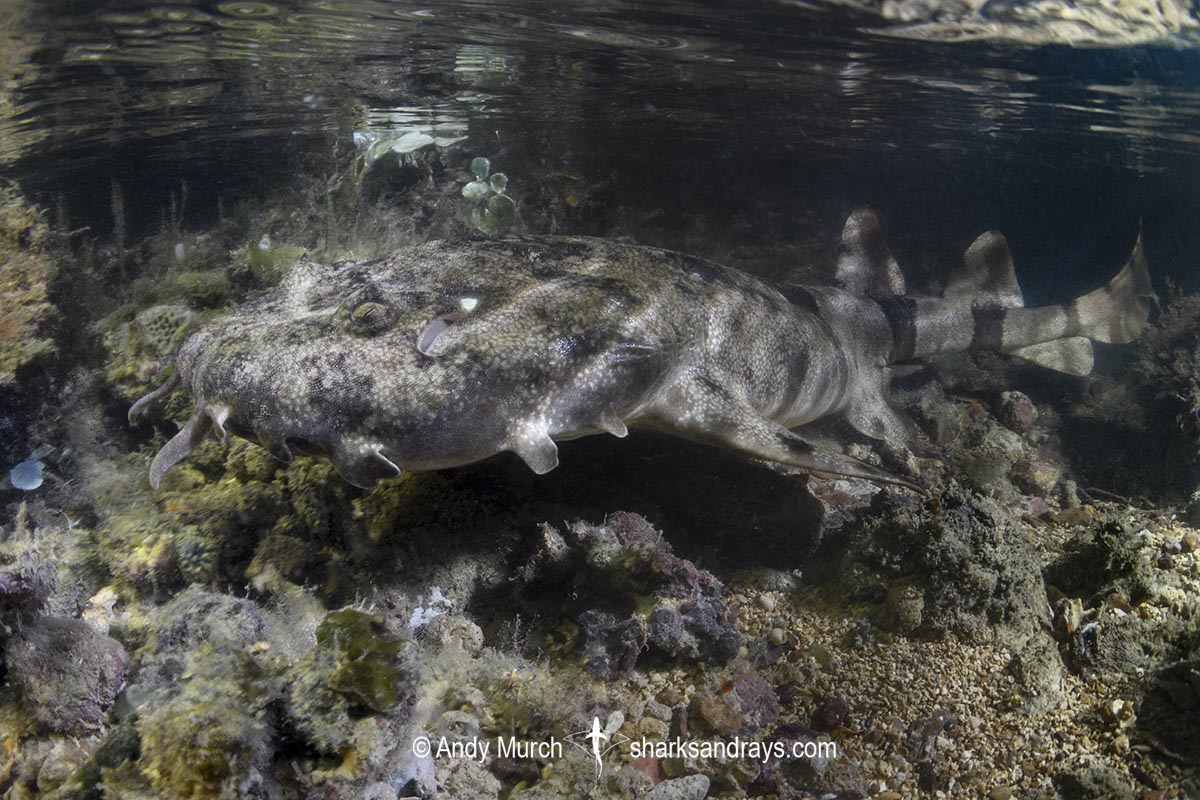 Network Wobbegong, Orectolobus reticulatus. Aka Reticulated Wobbegong. Blackmore River estuary, Darwin Harbour, Beagle Gulf, Timor Sea, Australia.