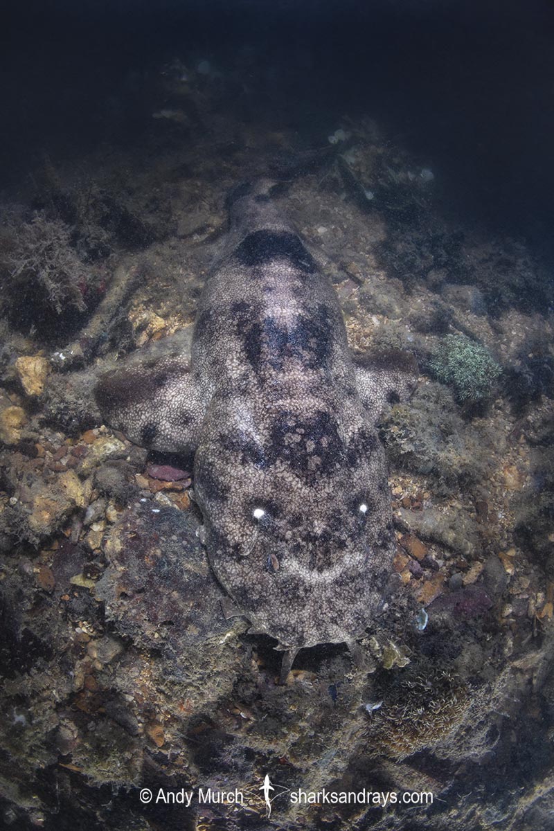 Network Wobbegong, Orectolobus reticulatus. Aka Reticulated Wobbegong. Blackmore River estuary, Darwin Harbour, Beagle Gulf, Timor Sea, Australia.