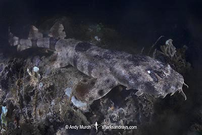 Network Wobbegong, Orectolobus reticulatus. Aka Reticulated Wobbegong. Blackmore River estuary, Darwin Harbour, Beagle Gulf, Timor Sea, Australia.