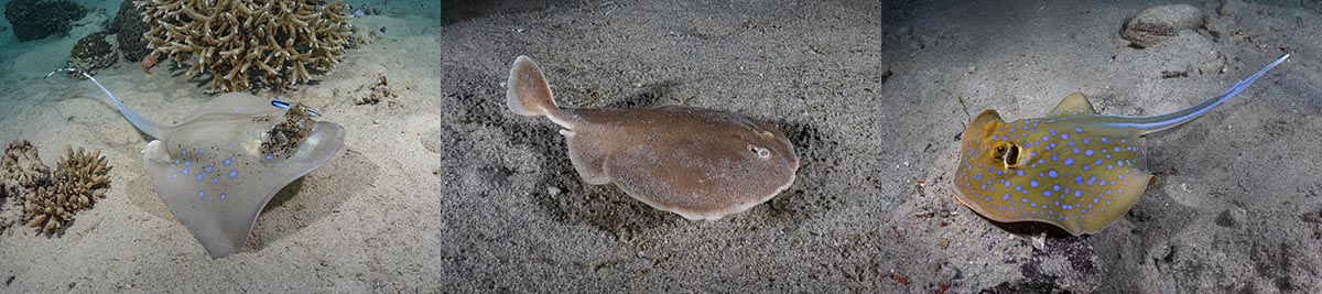 Indo-Malaysian Ray Photography Expedition 2026.