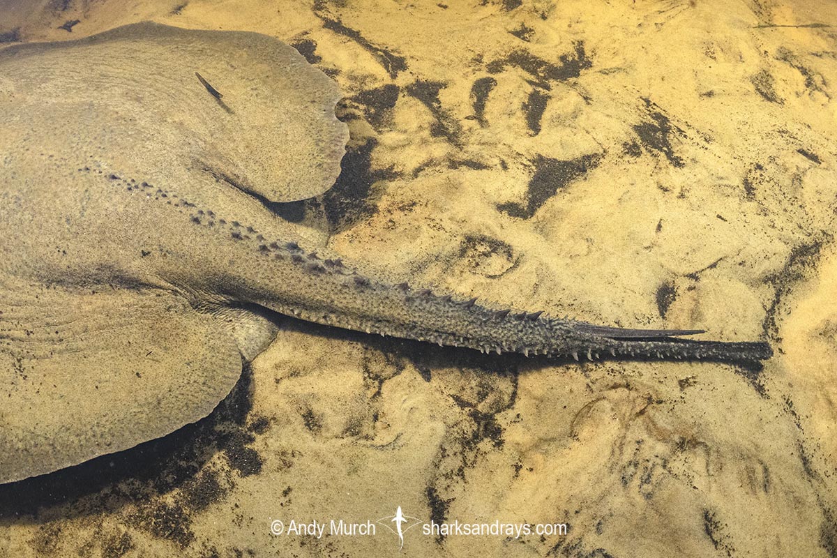 Porcupine River Stingray tail detail. Potamotrygon histrix. Aka Porcupine Freshwater Stingray. Corrientes River, Ibera Wetlands, Argentina.