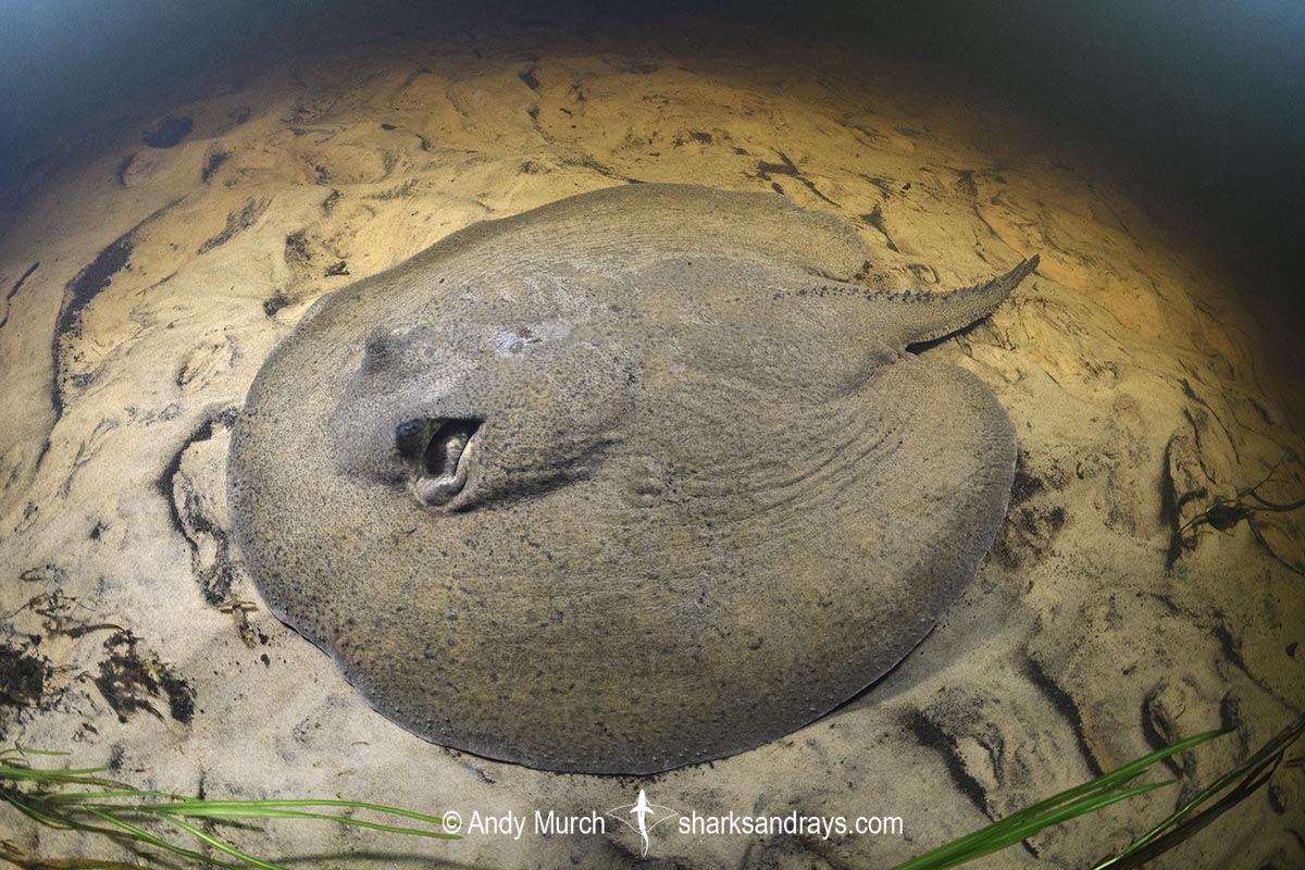Porcupine River Stingray, Potamotrygon histrix. Aka Porcupine Freshwater Stingray. Corrientes River, Ibera Wetlands, Argentina.