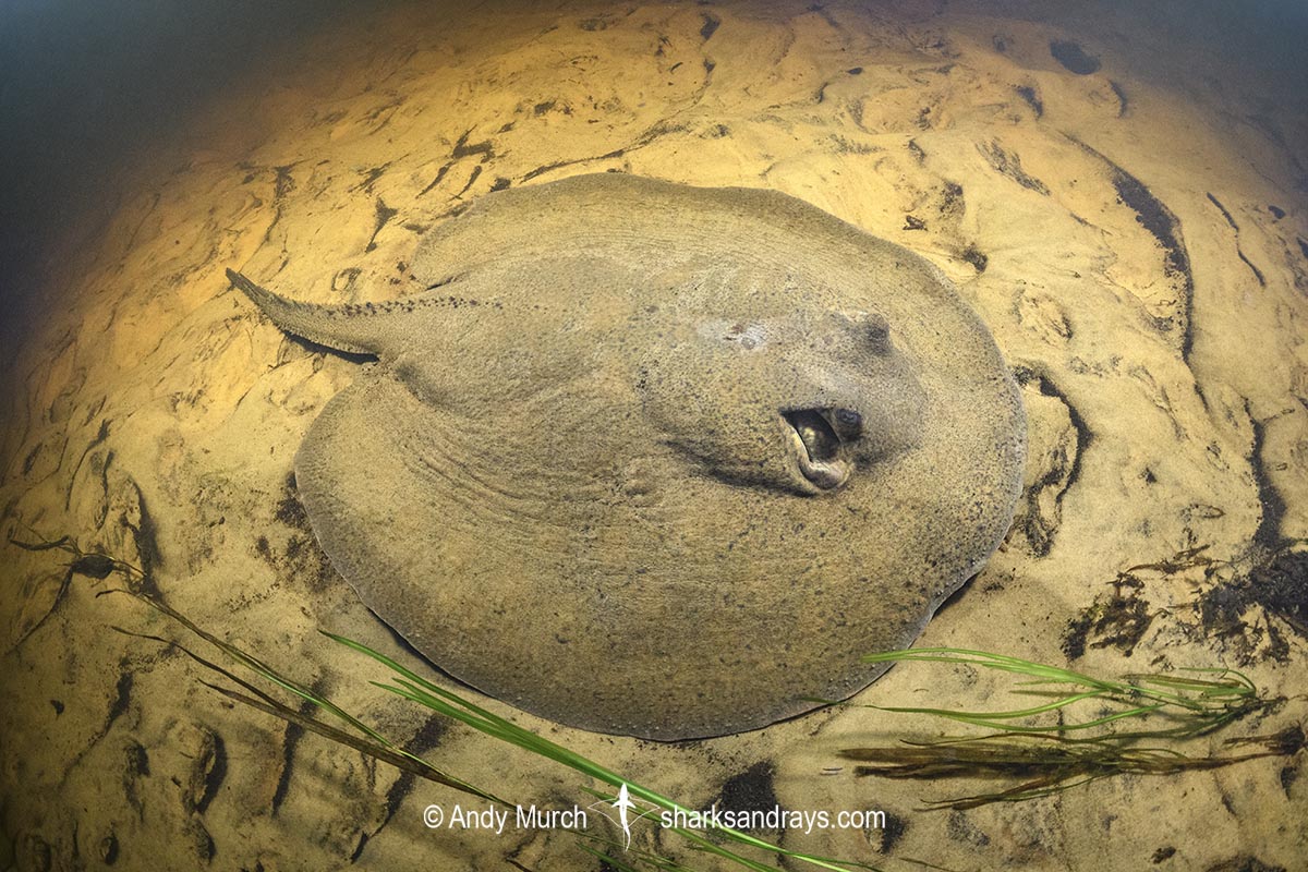 Porcupine River Stingray, Potamotrygon histrix. Aka Porcupine Freshwater Stingray. Corrientes River, Ibera Wetlands, Argentina.