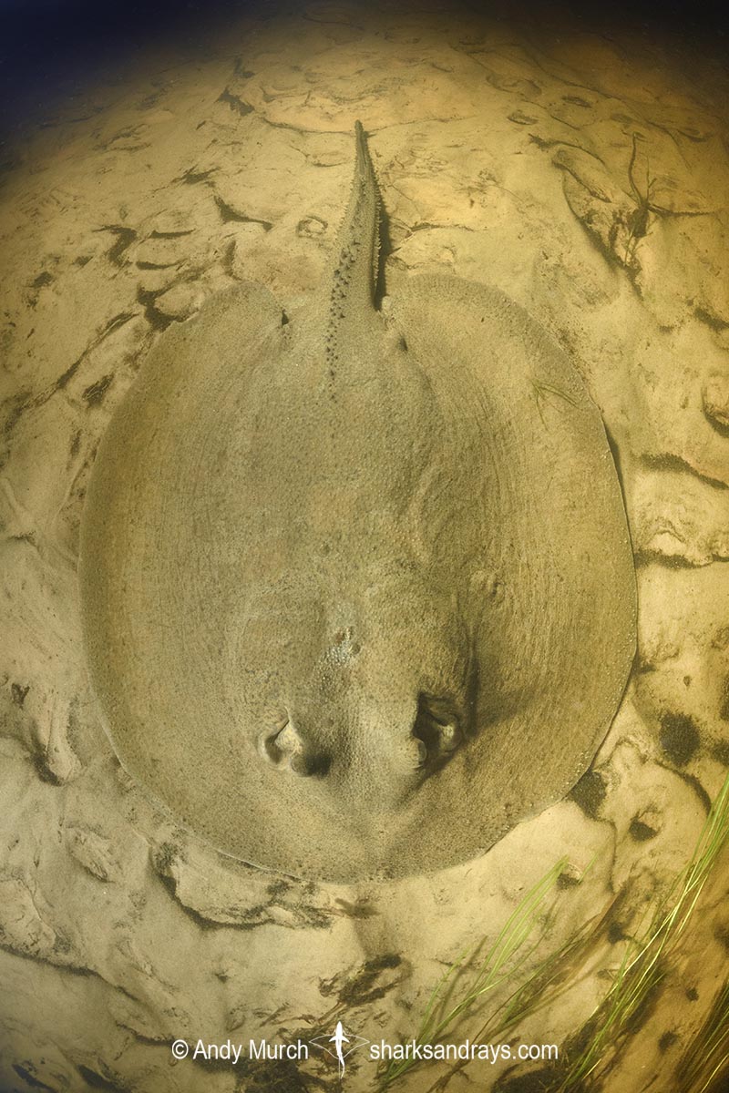Porcupine River Stingray, Potamotrygon histrix. Aka Porcupine Freshwater Stingray. Corrientes River, Ibera Wetlands, Argentina.