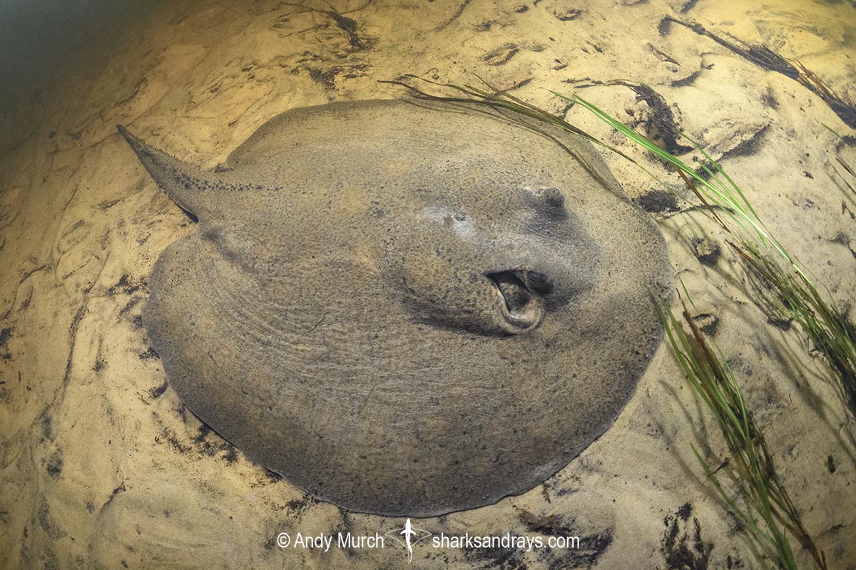 Porcupine River Stingray, Potamotrygon histrix. Aka Porcupine Freshwater Stingray. Corrientes River, Ibera Wetlands, Argentina.