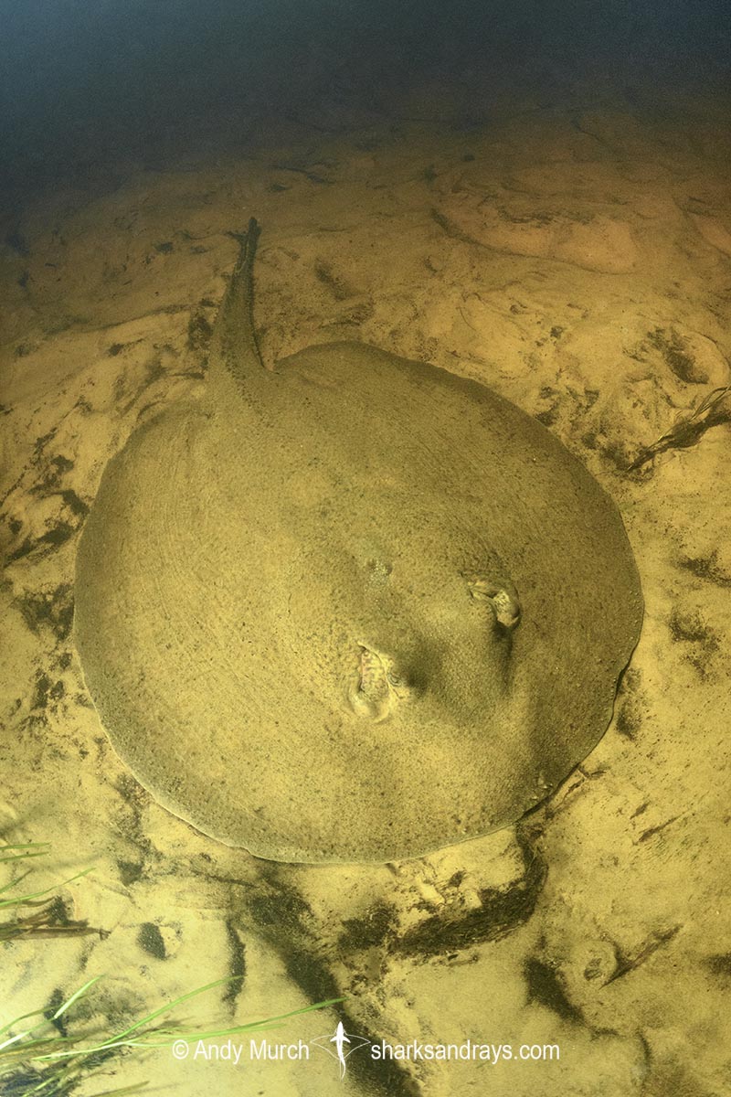 Porcupine River Stingray, Potamotrygon histrix. Aka Porcupine Freshwater Stingray. Corrientes River, Ibera Wetlands, Argentina.