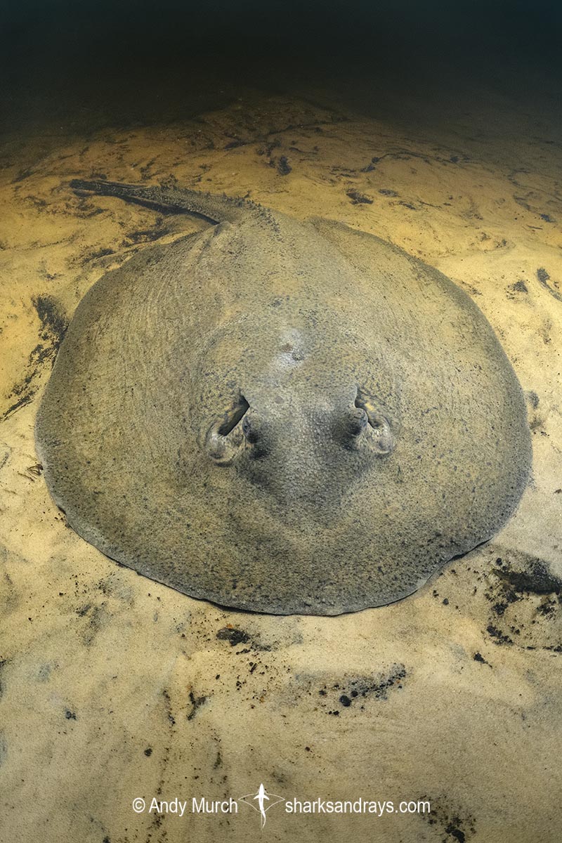Porcupine River Stingray, Potamotrygon histrix. Aka Porcupine Freshwater Stingray. Corrientes River, Ibera Wetlands, Argentina.