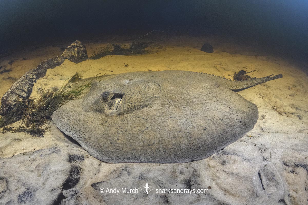 Porcupine River Stingray, Potamotrygon histrix. Aka Porcupine Freshwater Stingray. Corrientes River, Ibera Wetlands, Argentina.