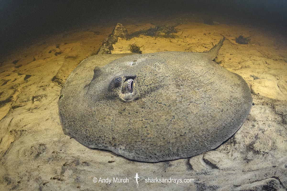 Porcupine River Stingray, Potamotrygon histrix. Aka Porcupine Freshwater Stingray. Corrientes River, Ibera Wetlands, Argentina.