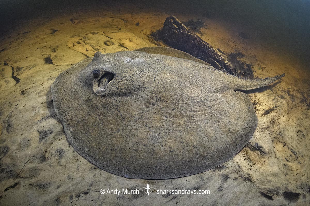 Porcupine River Stingray, Potamotrygon histrix. Aka Porcupine Freshwater Stingray. Corrientes River, Ibera Wetlands, Argentina.