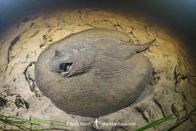 Porcupine River Stingray, Potamotrygon histrix. Aka Porcupine Freshwater Stingray. Corrientes River, Ibera Wetlands, Argentina.