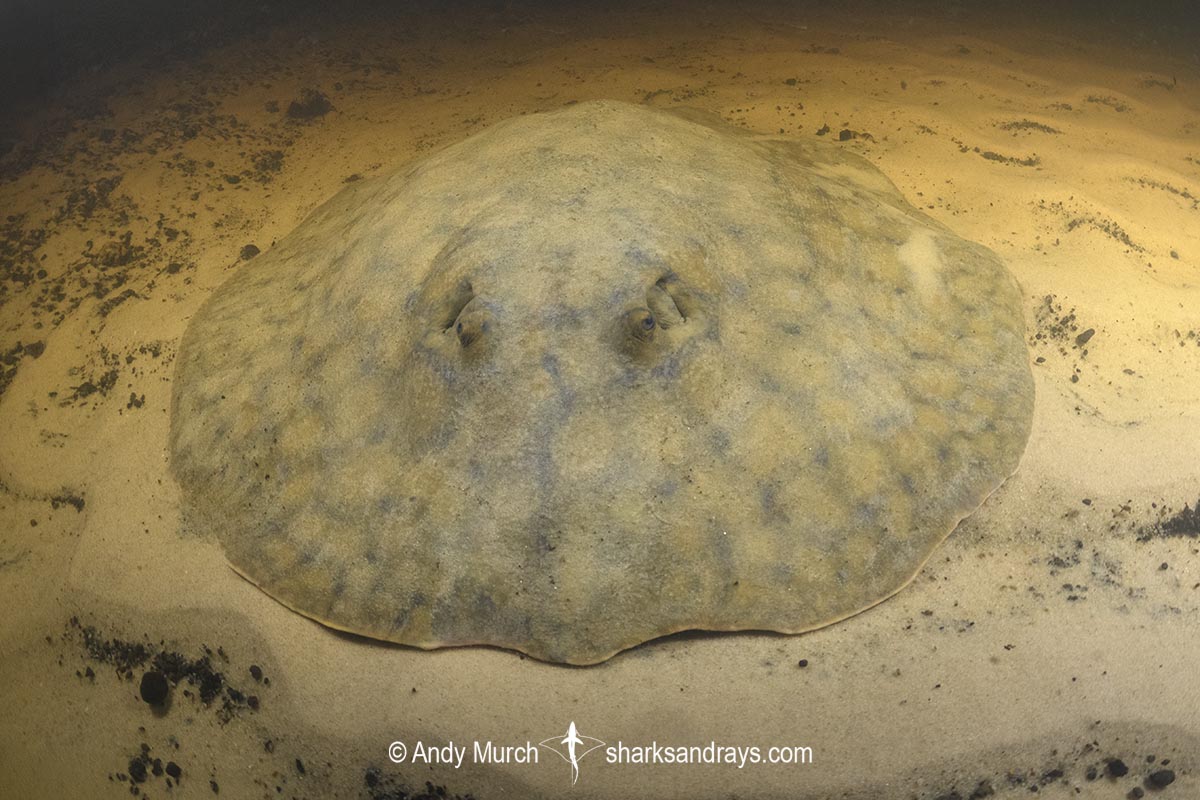 Short-tailed River Stingray, Potamotrygon brachyura. Aka Giant Freshwater Stingray. Corrientes River, Ibera Wetlands, Argentina, South America.