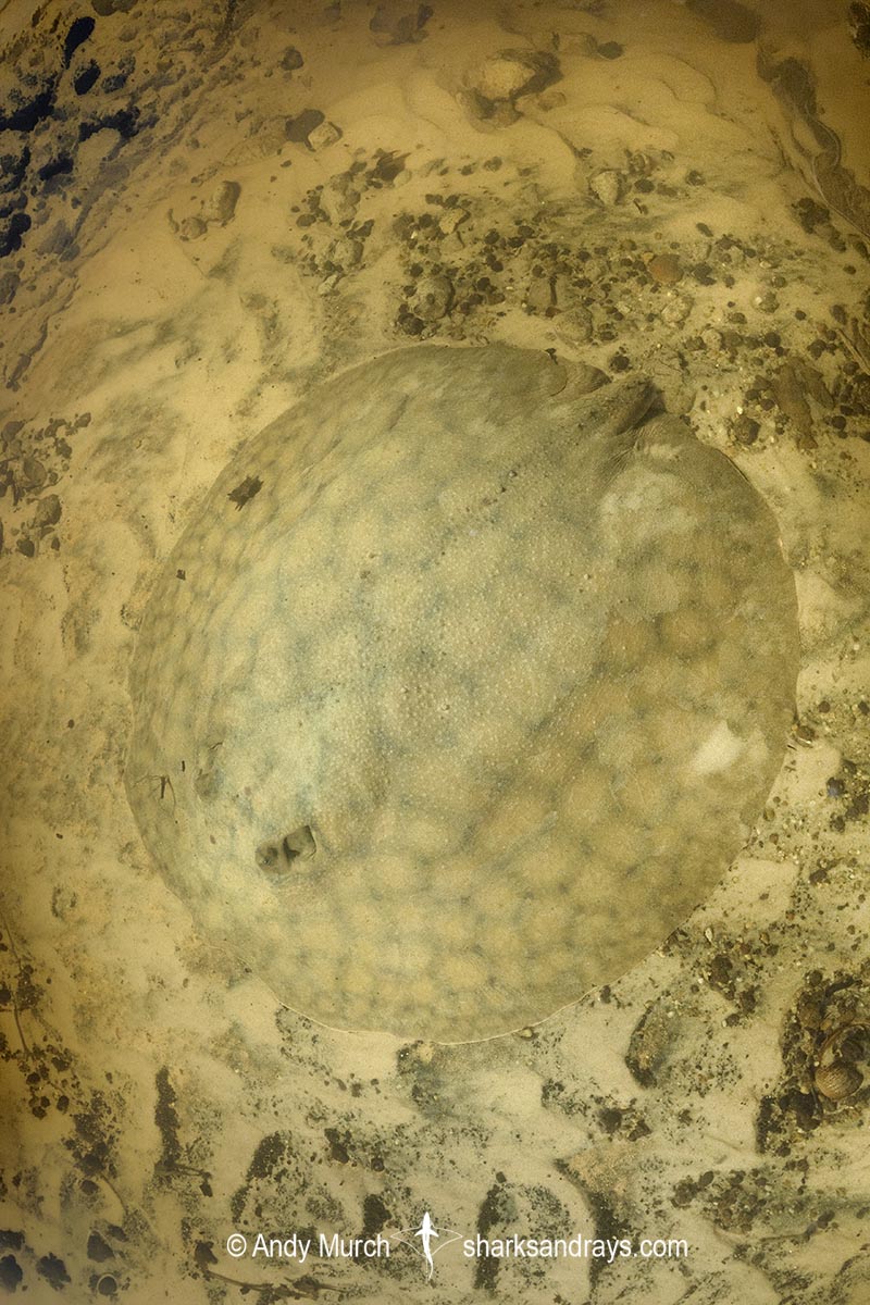 Short-tailed River Stingray, Potamotrygon brachyura. Aka Giant Freshwater Stingray. Corrientes River, Ibera Wetlands, Argentina, South America.