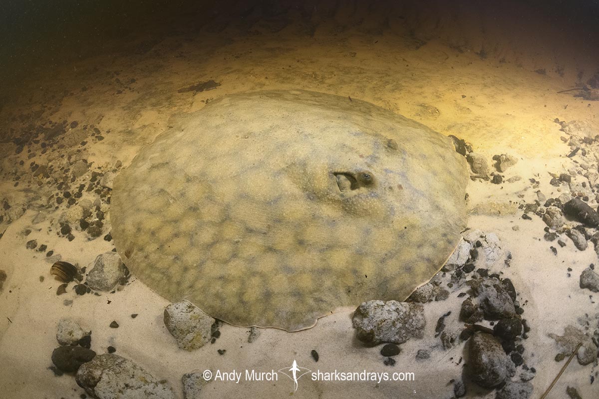 Short-tailed River Stingray, Potamotrygon brachyura. Aka Giant Freshwater Stingray. Corrientes River, Ibera Wetlands, Argentina, South America.