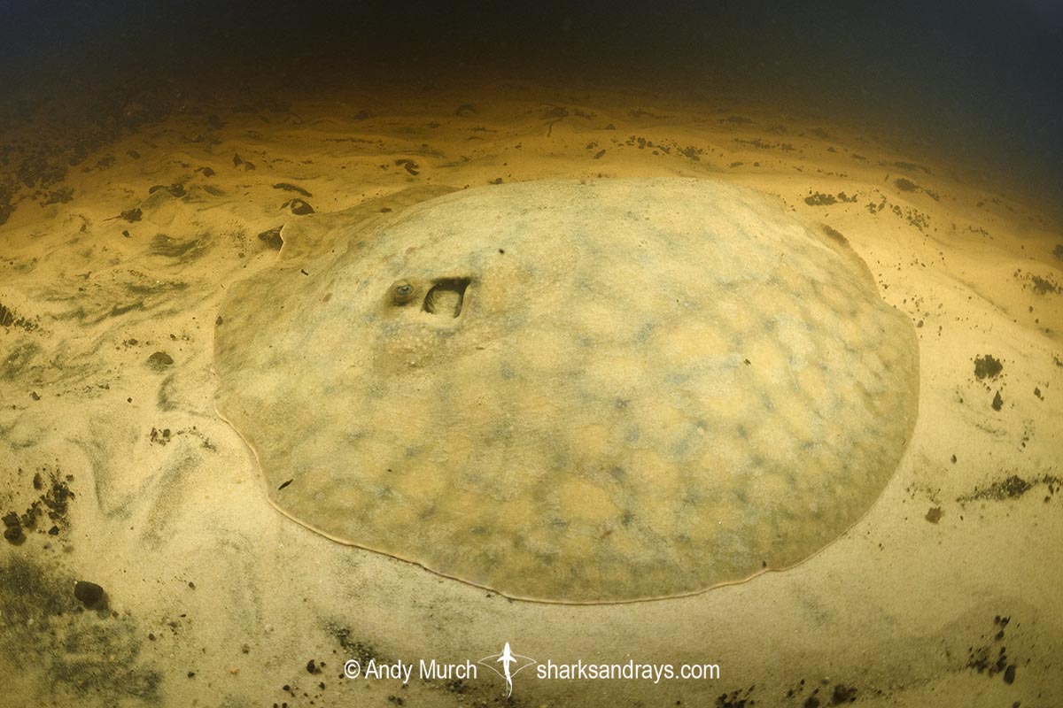 Short-tailed River Stingray, Potamotrygon brachyura. Aka Giant Freshwater Stingray. Corrientes River, Ibera Wetlands, Argentina, South America.