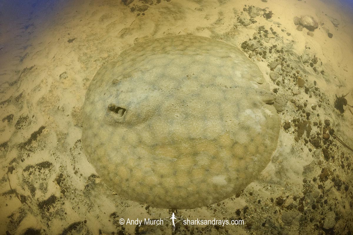 Short-tailed River Stingray, Potamotrygon brachyura. Aka Giant Freshwater Stingray. Corrientes River, Ibera Wetlands, Argentina, South America.