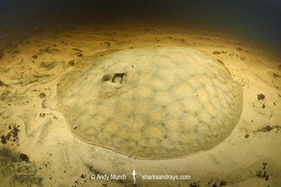 Short-tailed River Stingray, Potamotrygon brachyura. Aka Giant Freshwater Stingray. Corrientes River, Ibera Wetlands, Argentina, South America.