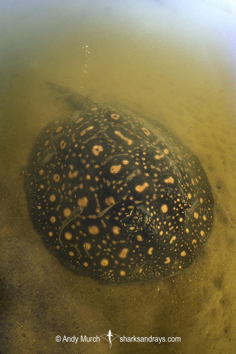Suriname Freshwater Stingray, Potamotrygon boesemani. Aka Boeseman's River Stingray or Emperor Ray. Endemic to the Courantyne River on the border of Suriname and Guyana.