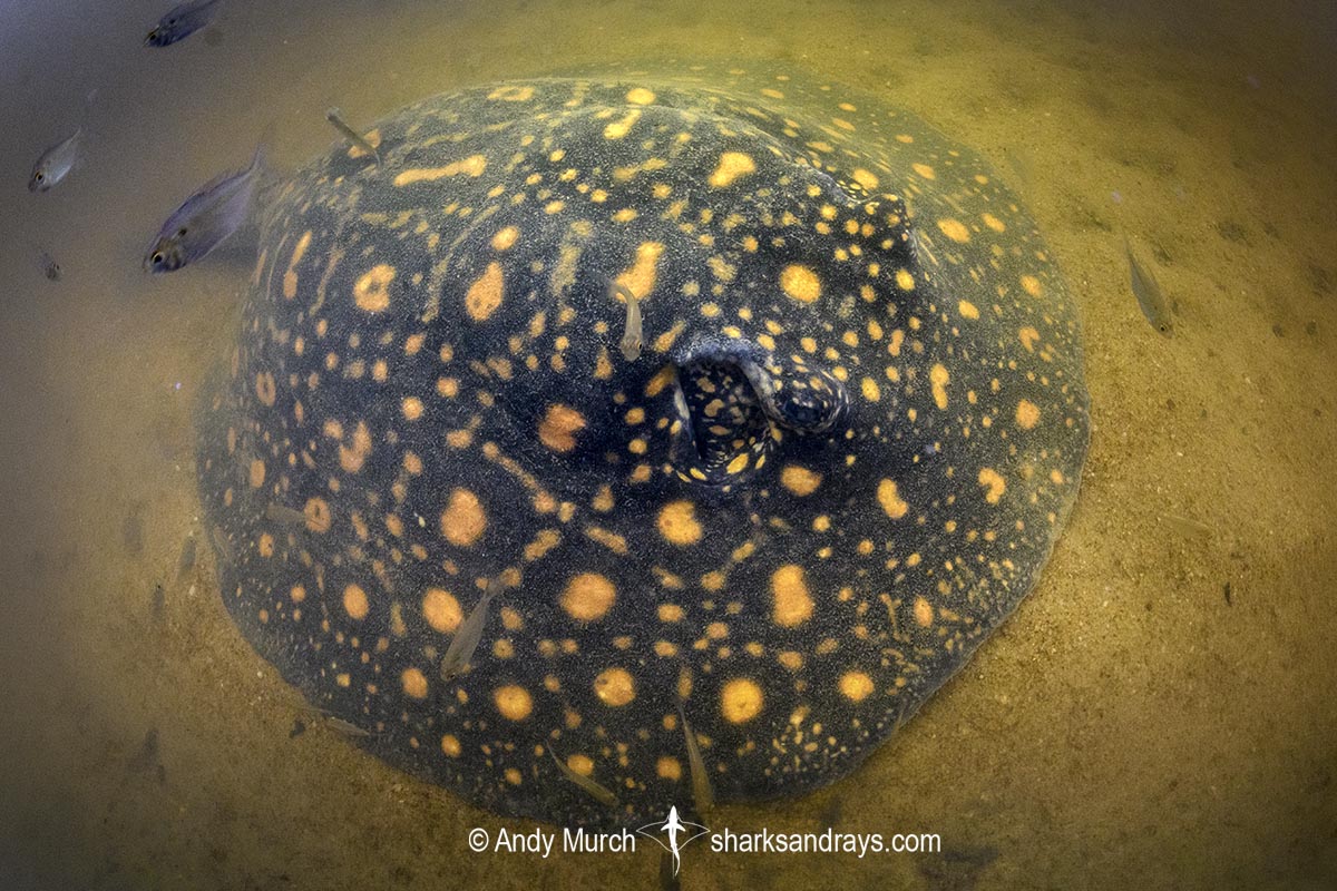 Suriname Freshwater Stingray, Potamotrygon boesemani. Aka Boeseman's River Stingray or Emperor Ray. Endemic to the Courantyne River on the border of Suriname and Guyana.