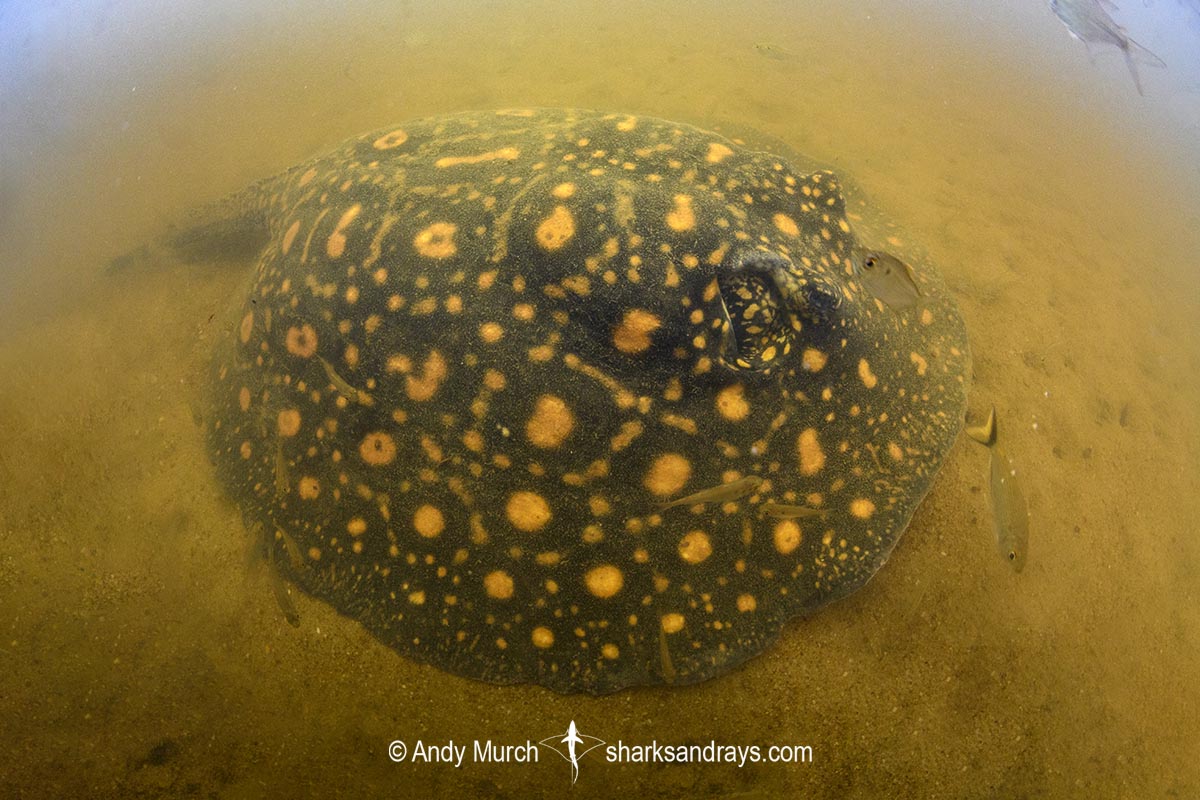 Suriname Freshwater Stingray, Potamotrygon boesemani. Aka Boeseman's River Stingray or Emperor Ray. Endemic to the Courantyne River on the border of Suriname and Guyana.