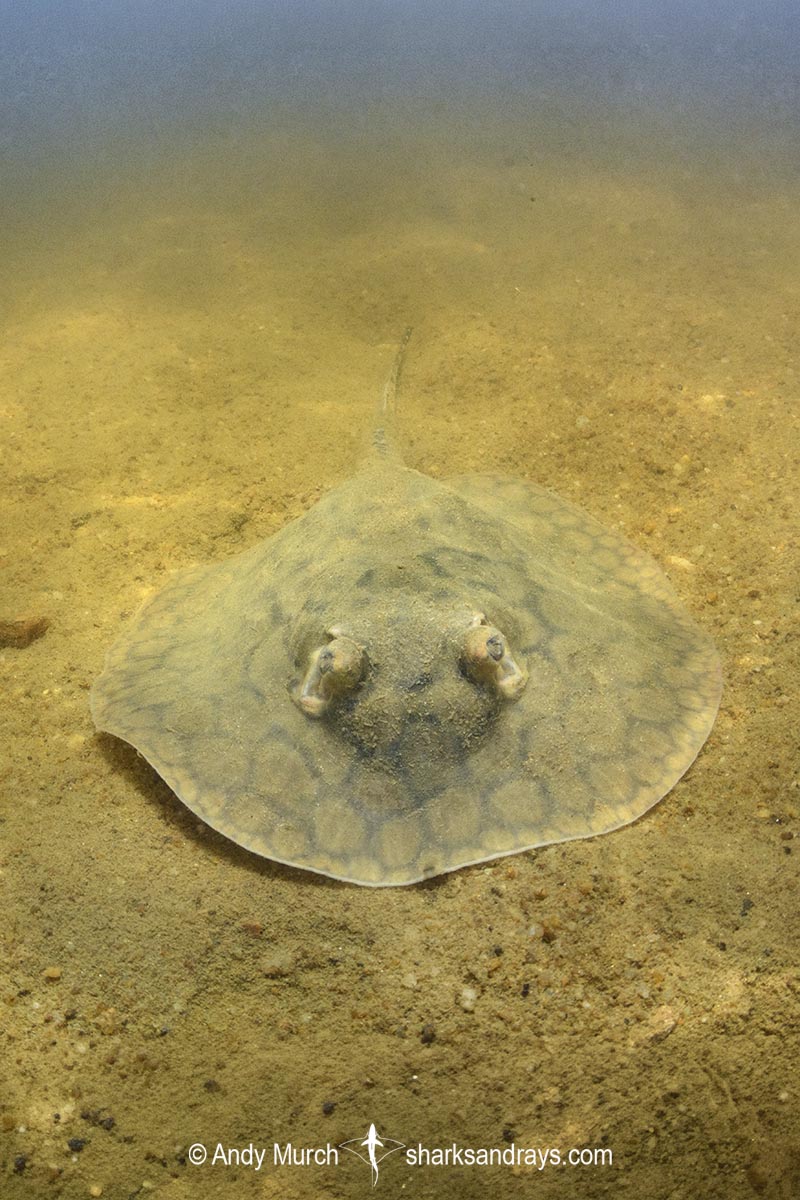 Juvenile Suriname Freshwater Stingray, Potamotrygon boesemani. Aka Boeseman's River Stingray or Emperor Ray. Endemic to the Courantyne River on the border of Suriname and Guyana.