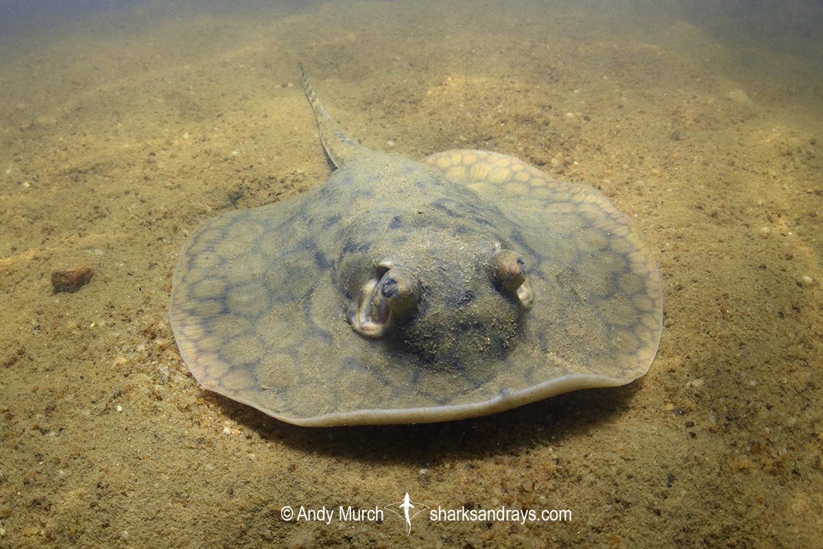 Juvenile Suriname Freshwater Stingray, Potamotrygon boesemani. Aka Boeseman's River Stingray or Emperor Ray. Endemic to the Courantyne River on the border of Suriname and Guyana.
