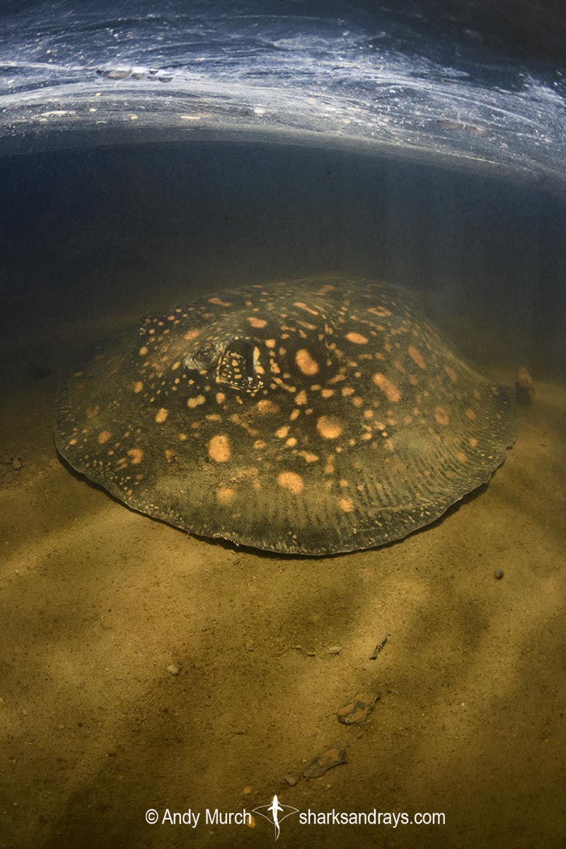 Suriname Freshwater Stingray, Potamotrygon boesemani. Aka Boeseman's River Stingray or Emperor Ray. Endemic to the Courantyne River on the border of Suriname and Guyana.